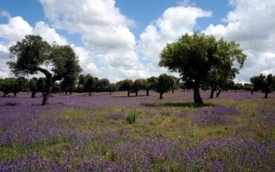 L’immense Alentejo, moderne et traditionnel