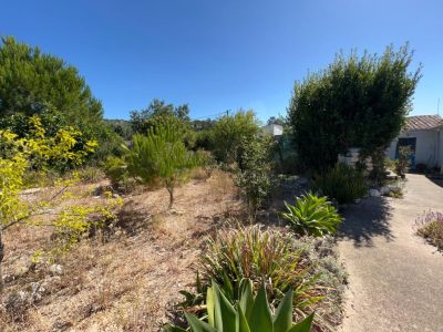 grand terrain avec plusieurs arbres